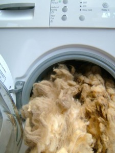 wool cycle